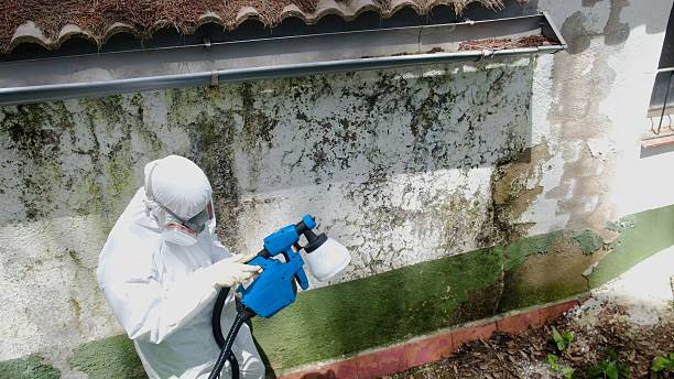 Top rated local Mold Remediation specialists in Lexington, TN